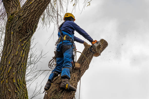 Best Fruit Tree Pruning  in Golden Triangle, NJ