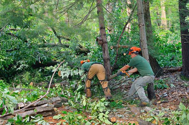 Best Tree Disease Treatment  in Golden Triangle, NJ