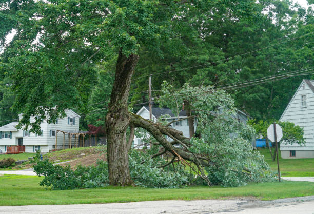  Golden Triangle, NJ Tree Services Pros