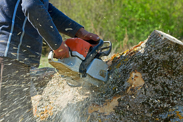 Best Tree Health Inspection  in Golden Triangle, NJ