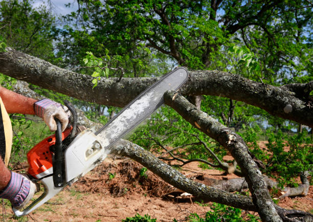 Best Tree Maintenance Programs  in Golden Triangle, NJ