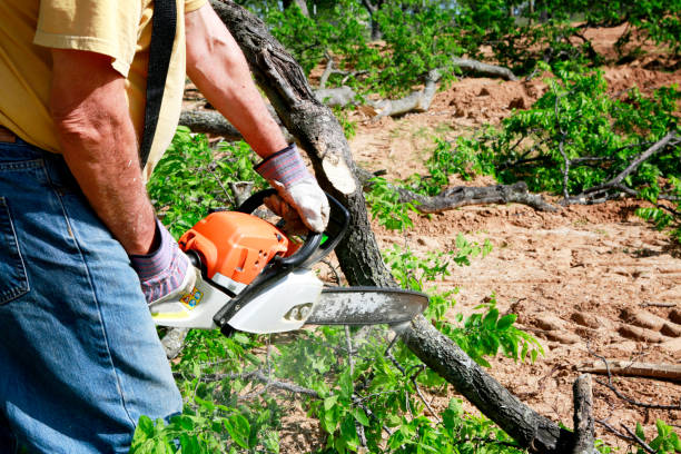 Professional Tree Services in Golden Triangle, NJ